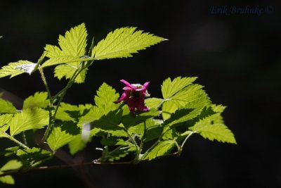 Salmonberry (Rubus spectabilis)