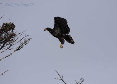 Bald Eagle... coming in for a landing