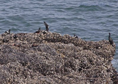 Pigeon Guillemots with Black Oystercatchers (left) and Pelagic Cormorant (right)