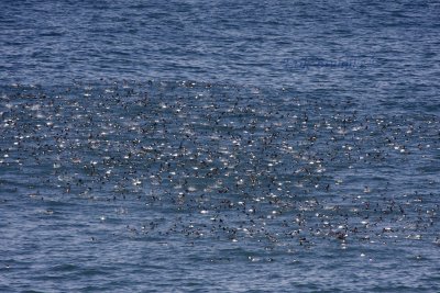 Common Murres out at sea