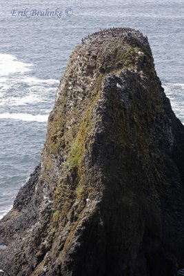 Common Murres atop the large outcropping