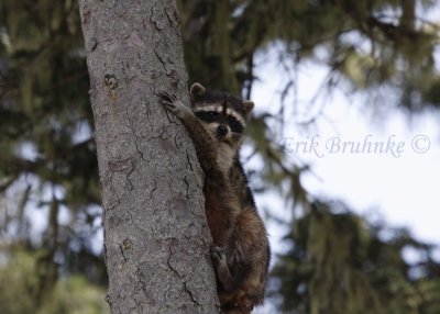 Raccoon, coming down the tree