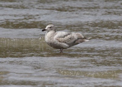 Glaucous-winged Gull