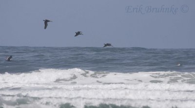 Brown Pelicans flying around the waves