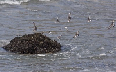Black Turnstones landing on rocks with Surfbirds (left)