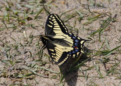 Oregon Swallowtail (Papilio oregonius)