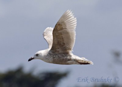 Glaucous-winged Gull, in flight (same individual as before)