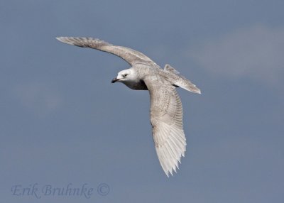 Glaucous-winged Gull, in flight (same individual as before)