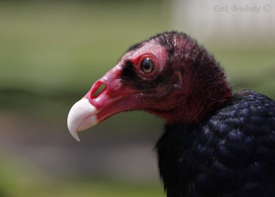 Adult Turkey Vulture. Unique and striking in a bold, colorful way :)