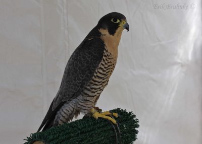 Adult Peregrine Falcon... easy to see why these birds are made for manuverability, agility, and sheer speed!