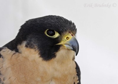 Adult Peregrine Falcon - what a sharp, stunning bird