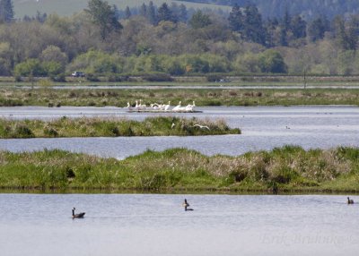 American White Pelicans, Canada Geese and ducks at Fern Ridge Marsh