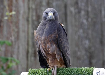Dark-morph Swainson's Hawk. Absolutely gorgeous bird