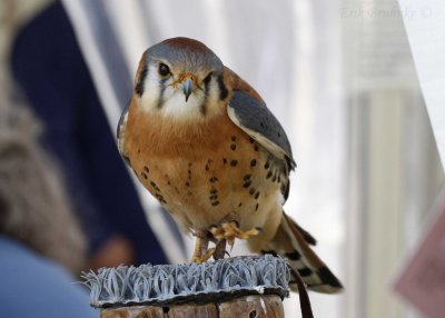 Adult male American Kestrel... so beautiful and vivid!