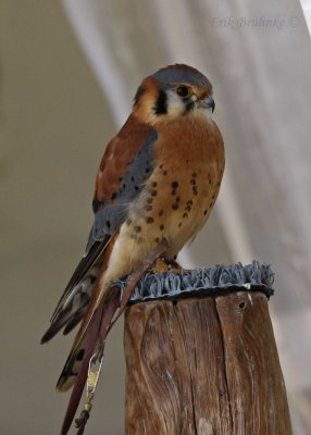Adult male American Kestrel... Just can't get over how beautiful raptors are :)