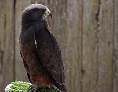 Adult Dark-morph Swainson's Hawk