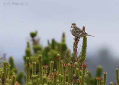 Savannah Sparrow