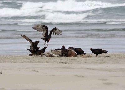 Turkey Vulture along the beach, feeding on a sea lion