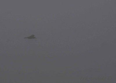 American Crow flying through fog at 4000ft