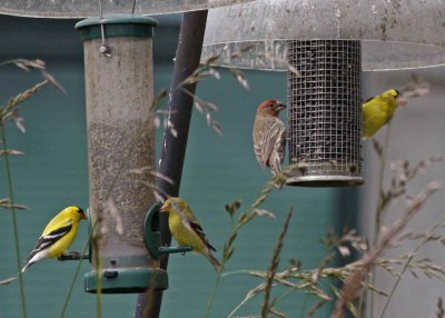 American Goldfinches and House Finch
