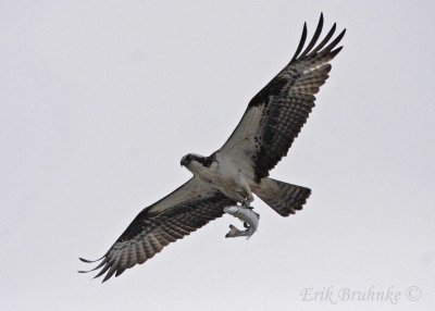 Osprey with a meal for the kids!