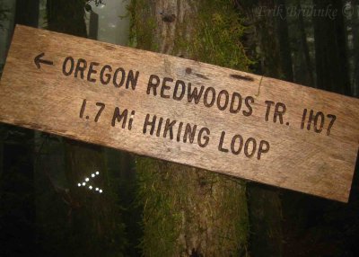 Redwood trail... I hiked this by the time 8:30am came around :)