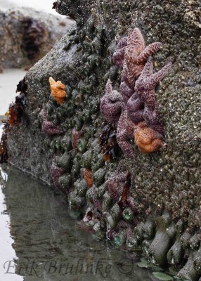 Seastars and closed-up anemones during negative tide