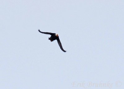 Tufted Puffin, flying around to the cavity!