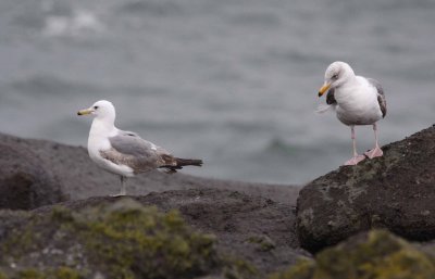 California Gull (left) and Western Gull (right)