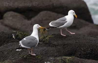 Western Gulls, getting ready for some courtship.