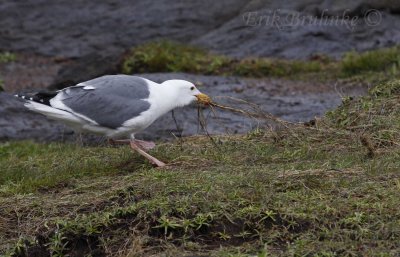 Gotta work hard to find the nesting material