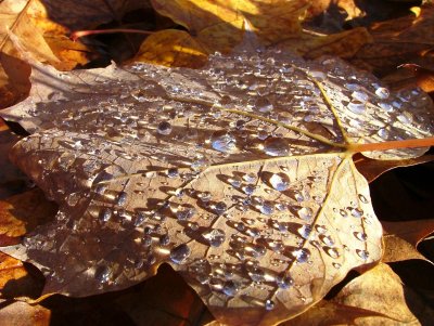 Early Morning Sugar Maple