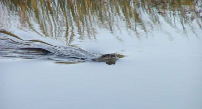 River Otter