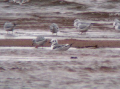 Black-legged Kittiwake