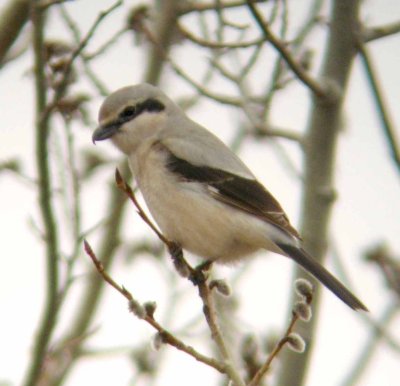 Northern Shrike