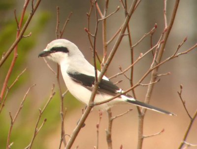 Northern Shrike