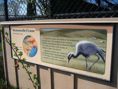 Demoiselle Crane Sign