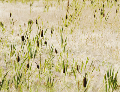 Cattails in Foxtail