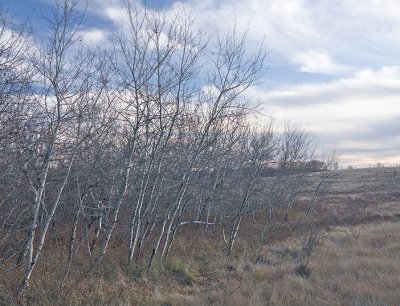 Strawberry Hills