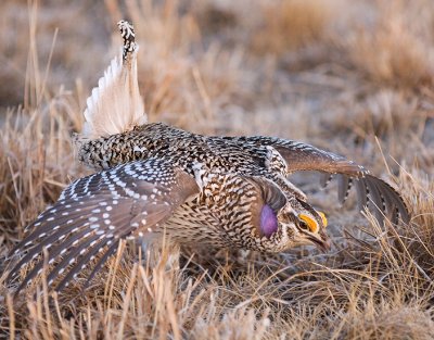 Sharp Tailed Grouse
