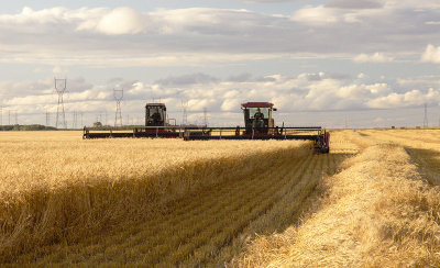 Brothers on Swathers I, August 2007