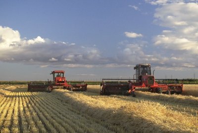 Brothers on Swathers II, August 2007