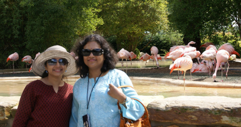 Sanchita and Grishmi pose with  the Flamingoes for posterity!