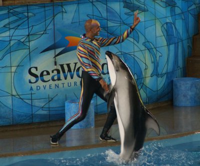 Dolphin Show at Sea World