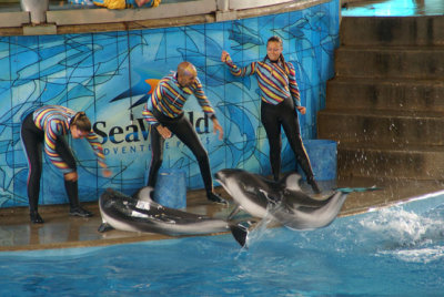 Dolphin Show at Sea World