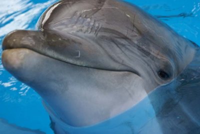 Feeding the Dolphins at Sea World