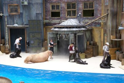 Otter and Sea Lions at Sea World.