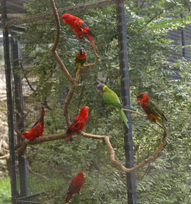 Parrotts at Sea World with lotsa colors to choose from..