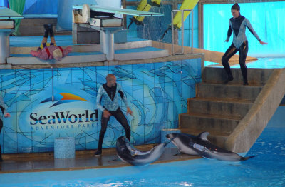 The Dolphins enthrall in Sea World