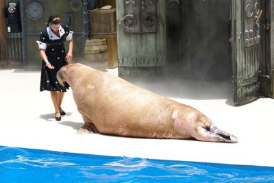 Walrus at Sea World in the show.